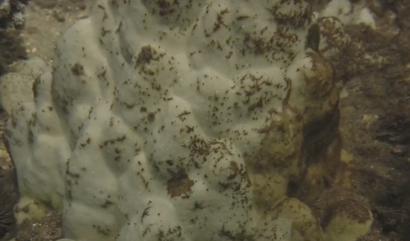 Illustration for article titled This Never Before Seen Microscopic Deep Sea Footage Is Other Worldly